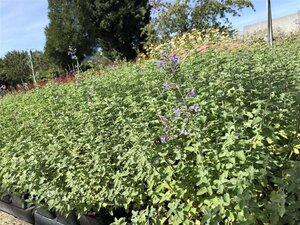 Nepeta faassenii ‘Walker’s Low’ Covergreen® Plantenmat 57 x 38 cm - afbeelding 2