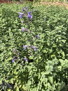 Nepeta faassenii ‘Walker’s Low’ Covergreen® Plantenmat 57 x 38 cm - afbeelding 3