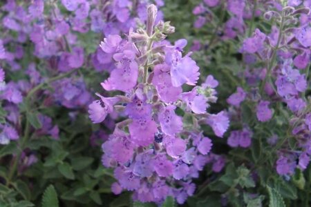 Nepeta faassenii ‘Walker’s Low’ Covergreen® Plantenmat 57 x 38 cm - afbeelding 4