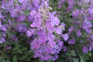 Nepeta faassenii ‘Walker’s Low’ Covergreen® Plantenmat 57 x 38 cm - afbeelding 4