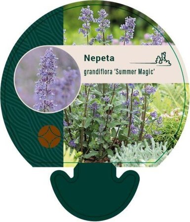 Nepeta grandiflora 'Summer Magic' geen maat specificatie 0,55L/P9cm