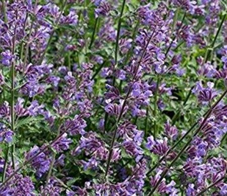 Nepeta mussinii geen maat specificatie 0,55L/P9cm