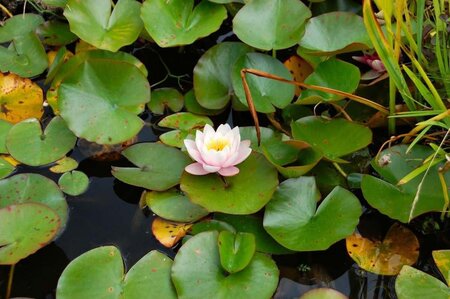 Nymphaea 'Marliacea Rosea' geen maat specificatie cont. 3,0L - afbeelding 1