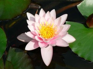 Nymphaea 'Marliacea Rosea' geen maat specificatie cont. 3,0L - afbeelding 2