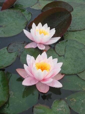 Nymphaea 'Marliacea Rosea' geen maat specificatie cont. 3,0L - afbeelding 3