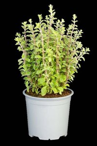 Origanum majorana geen maat specificatie 0,55L/P9cm