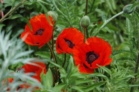 Papaver or. 'Beauty of Livermere' geen maat specificatie 0,55L/P9cm - afbeelding 1