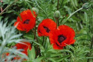 Papaver or. 'Beauty of Livermere' geen maat specificatie 0,55L/P9cm - afbeelding 1