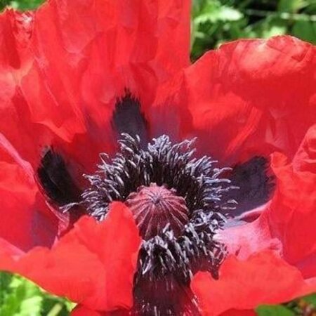 Papaver or. 'Beauty of Livermere' geen maat specificatie 0,55L/P9cm - afbeelding 2