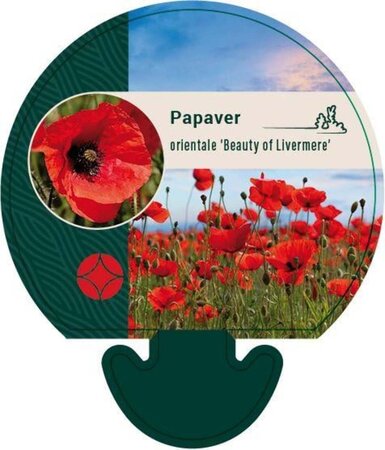 Papaver or. 'Beauty of Livermere' geen maat specificatie 0,55L/P9cm - afbeelding 3