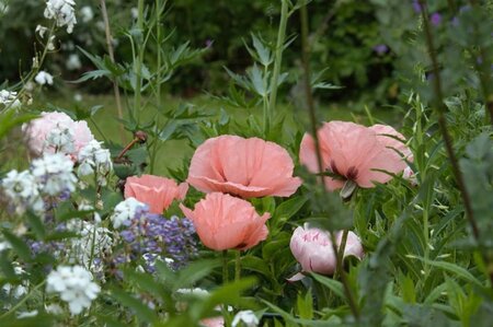 Papaver or. 'Helen Elizabeth' geen maat specificatie 0,55L/P9cm