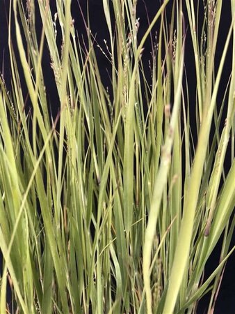 Panicum virgatum 'Heavy Metal' geen maat specificatie cont. 2,0L - afbeelding 1