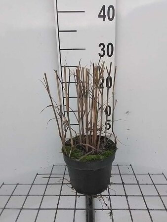 Panicum virgatum 'Heavy Metal' geen maat specificatie cont. 2,0L - afbeelding 5