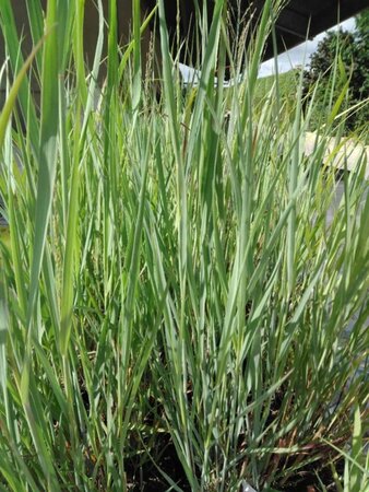 Panicum virgatum 'Heavy Metal' geen maat specificatie cont. 2,0L - afbeelding 2