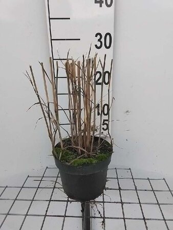 Panicum virgatum 'Heavy Metal' geen maat specificatie cont. 2,0L - afbeelding 6