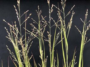 Panicum virgatum 'Heavy Metal' geen maat specificatie cont. 2,0L - afbeelding 4