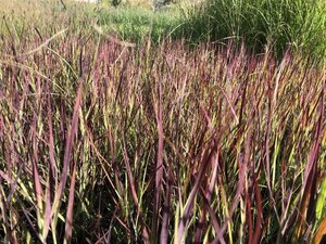 Panicum virgatum 'Külsenmoor' geen maat specificatie cont. 3,0L - afbeelding 1