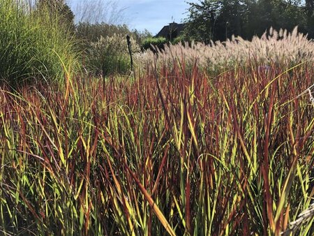 Panicum virgatum 'Külsenmoor' geen maat specificatie cont. 3,0L - afbeelding 2