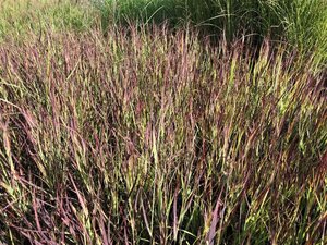 Panicum virgatum 'Külsenmoor' geen maat specificatie cont. 3,0L - afbeelding 3