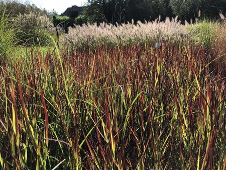 Panicum virgatum 'Külsenmoor' geen maat specificatie cont. 3,0L - afbeelding 4