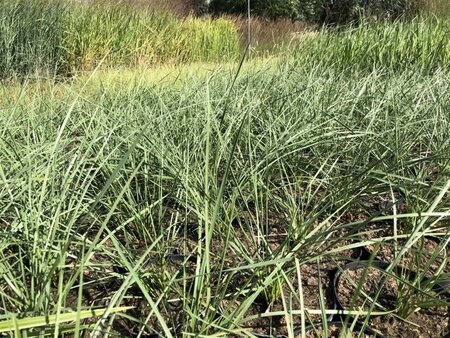 Panicum virgatum 'Northwind' geen maat specificatie cont. 2,0L - afbeelding 1