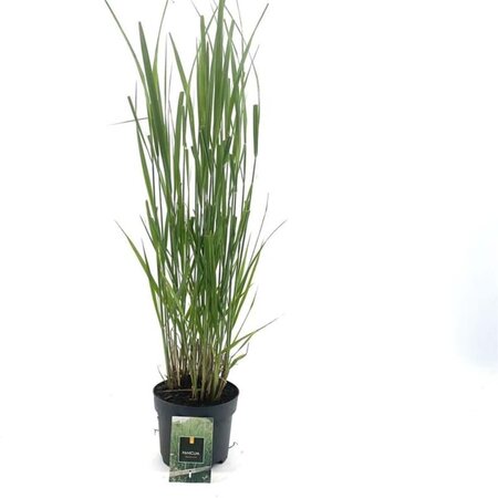 Panicum virgatum 'Northwind' geen maat specificatie cont. 2,0L - afbeelding 7