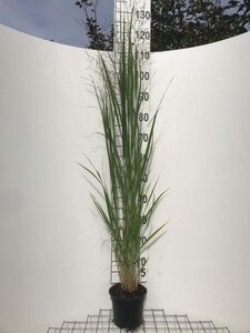 Panicum virgatum 'Northwind' geen maat specificatie cont. 2,0L - afbeelding 4