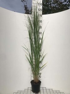 Panicum virgatum 'Northwind' geen maat specificatie cont. 2,0L - afbeelding 6