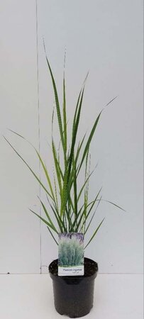 Panicum virgatum 'Northwind' geen maat specificatie cont. 3,0L - afbeelding 3