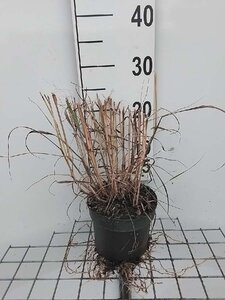 Panicum virgatum 'Prairie Sky' geen maat specificatie cont. 2,0L - afbeelding 4