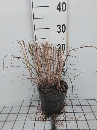 Panicum virgatum 'Prairie Sky' geen maat specificatie cont. 2,0L - afbeelding 2