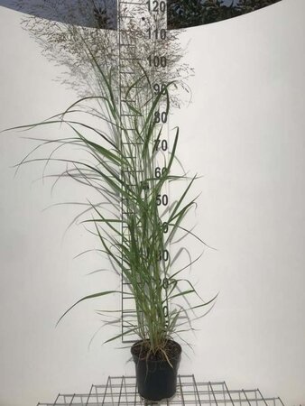 Panicum virgatum 'Prairie Sky' geen maat specificatie cont. 2,0L - afbeelding 3