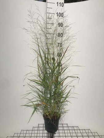 Panicum virgatum 'Rehbraun' geen maat specificatie cont. 2,0L - afbeelding 3