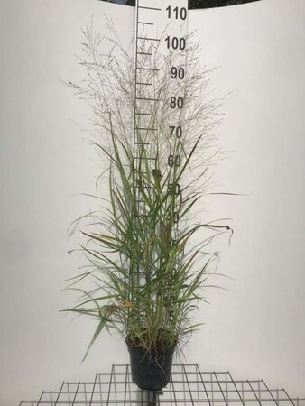 Panicum virgatum 'Rehbraun' geen maat specificatie cont. 2,0L - afbeelding 2