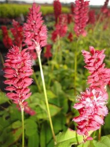 Persicaria a. 'Blackfield' geen maat specificatie 0,55L/P9cm - afbeelding 6