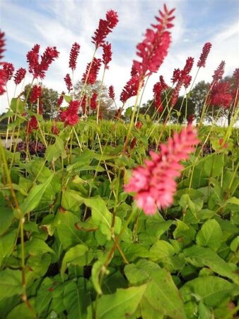 Persicaria a. 'Blackfield' geen maat specificatie 0,55L/P9cm - afbeelding 7