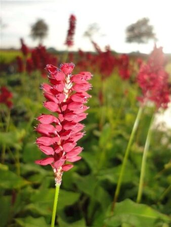 Persicaria a. 'Blackfield' geen maat specificatie 0,55L/P9cm - afbeelding 8