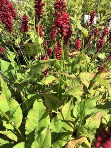 Persicaria a. 'Blackfield' geen maat specificatie 0,55L/P9cm - afbeelding 1