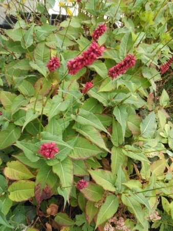 Persicaria a. 'Blackfield' geen maat specificatie 0,55L/P9cm - afbeelding 2