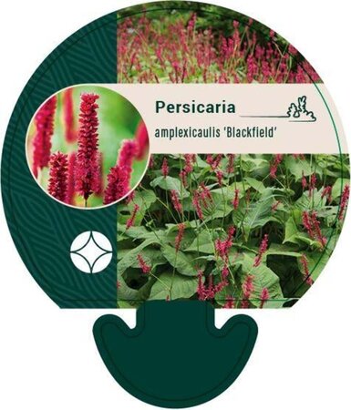 Persicaria a. 'Blackfield' geen maat specificatie 0,55L/P9cm - afbeelding 9