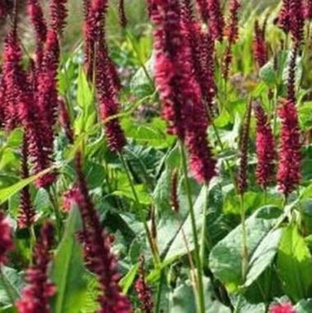 Persicaria a. 'Blackfield' geen maat specificatie 0,55L/P9cm - afbeelding 5