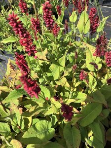 Persicaria a. 'Blackfield' geen maat specificatie 0,55L/P9cm - afbeelding 3