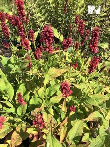 Persicaria a. 'Blackfield' geen maat specificatie 0,55L/P9cm - afbeelding 4