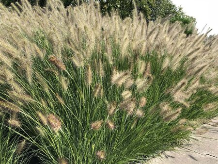 Pennisetum al. 'Hameln' geen maat specificatie cont. 1,5L - afbeelding 1