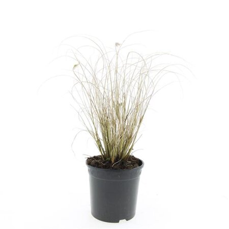 Pennisetum al. 'Hameln' geen maat specificatie cont. 1,5L - afbeelding 9