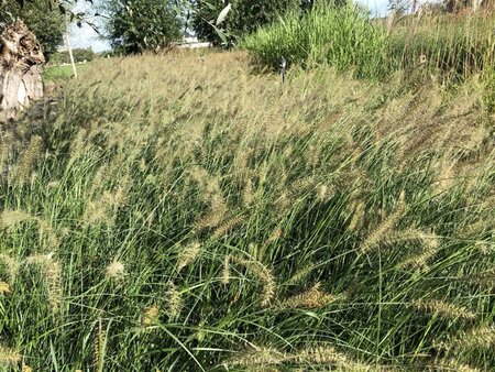 Pennisetum al. 'Hameln' geen maat specificatie cont. 1,5L - afbeelding 13