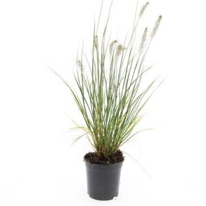 Pennisetum al. 'Hameln' geen maat specificatie cont. 1,5L - afbeelding 4