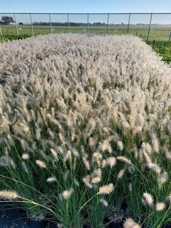 Pennisetum al. 'Hameln' geen maat specificatie cont. 1,5L - afbeelding 2