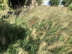 Pennisetum al. 'Hameln' geen maat specificatie cont. 1,5L - afbeelding 12