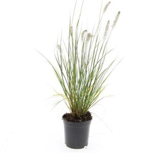 Pennisetum al. 'Hameln' geen maat specificatie cont. 1,5L - afbeelding 8